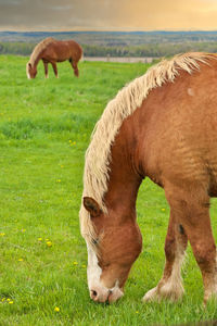 Two male flaxen chestnut horse stallion colts grazing pasture meadow with a golden sunset.