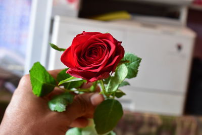 Close-up of hand holding rose bouquet