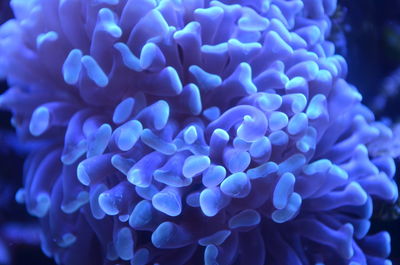 Close-up of blue corals