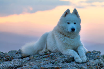 Portrait of dog on beach against sky during sunset