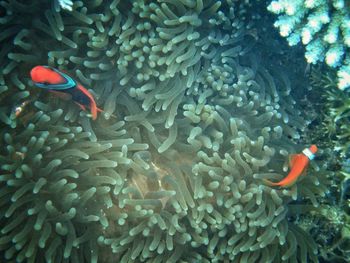 Fish swimming in sea