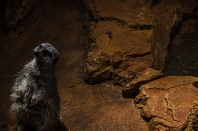 View of an animal sitting on rock