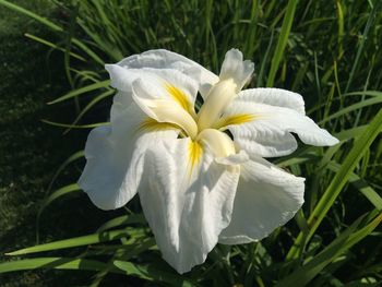 Close-up of white flower