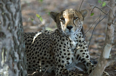 Portrait of cheetah resting on field