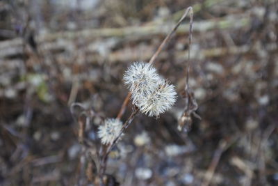 Close-up of wilted dandelion flower on field