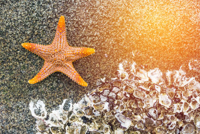 Close-up of starfish at beach