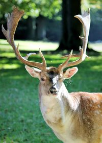 Close-up portrait of deer