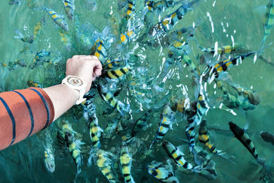 Cropped hand by fish swimming in pond