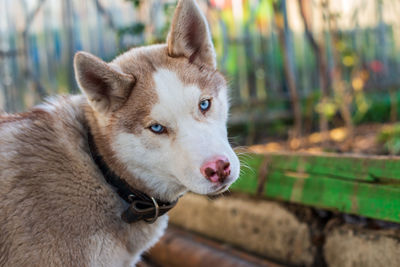 Close-up of dog looking away