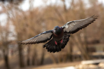 Close-up of bird flying