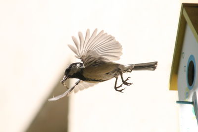 Low angle view of birds perching on tree