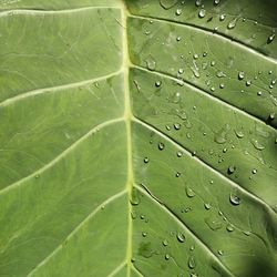 Full frame shot of leaves