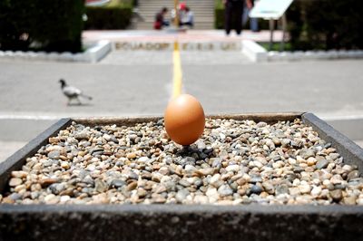 Close-up of an egg 