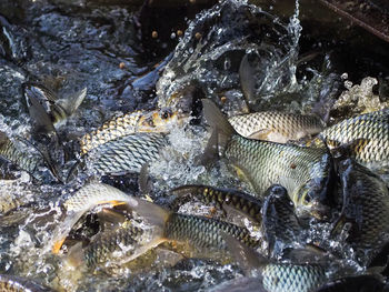 Close-up of fish in sea