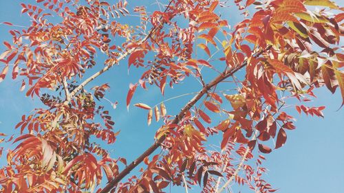 Low angle view of tree against sky