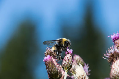 Close-up of bee pollinating on purple flower