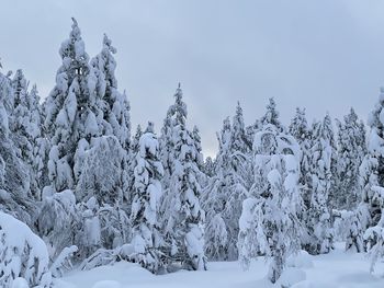 Snow covered trees against sky