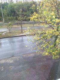 View of yellow flowering plants by road