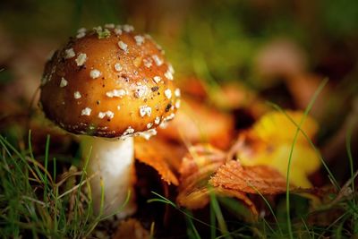 Close-up of fly agaric mushroom