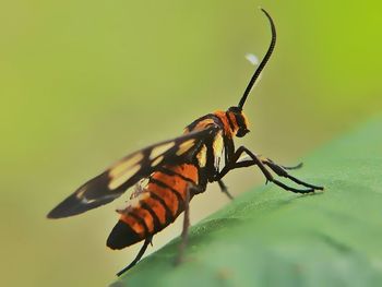 Close-up of insect