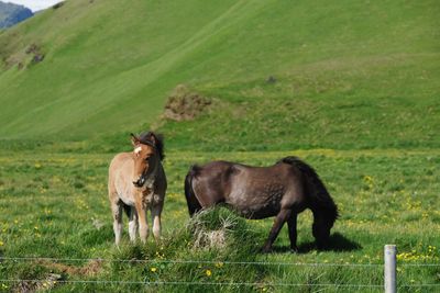 Horses in a field