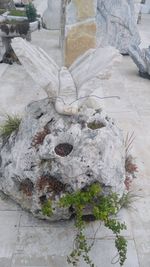 Plants growing on rocks