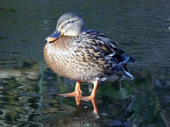 Close-up of duck swimming in lake