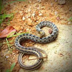 High angle view of snake