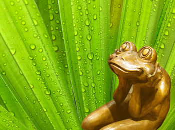 Thinker frog brass statue worry about rainy season with drop of rain on tropical leaf background