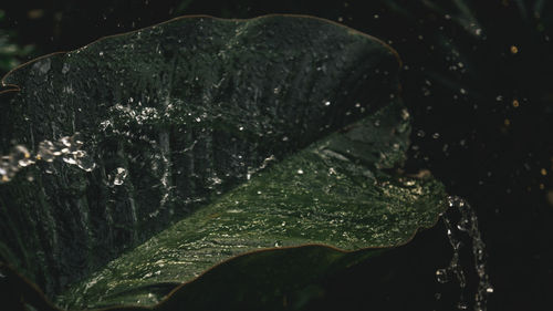 Close-up of raindrops on leaves