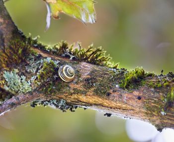 Close-up of lizard on a tree