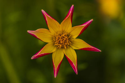 Close-up of red yellow flower