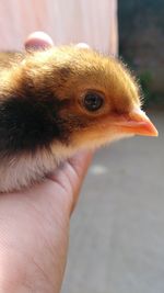 Close-up of a hand holding a bird