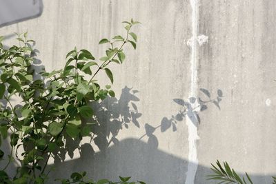 Close-up of potted plant against wall