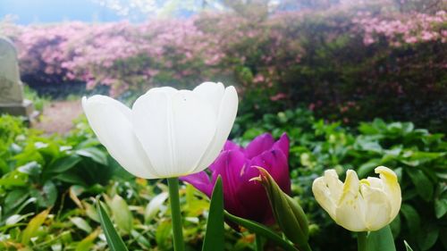 Close-up of flowers blooming in field