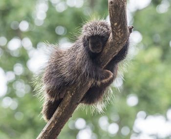 Low angle view of a monkey on tree