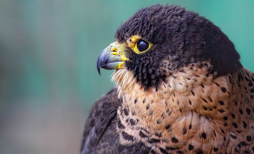 Close-up of peregrine falcon