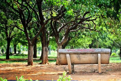 Trees in park