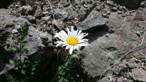 Close-up of white daisy flower