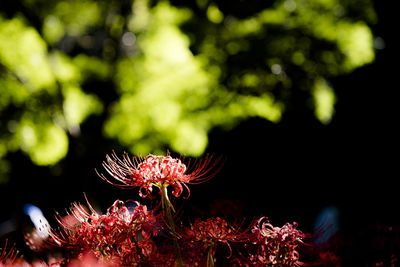 Close-up of flowers against blurred background