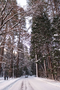 Road amidst trees during winter