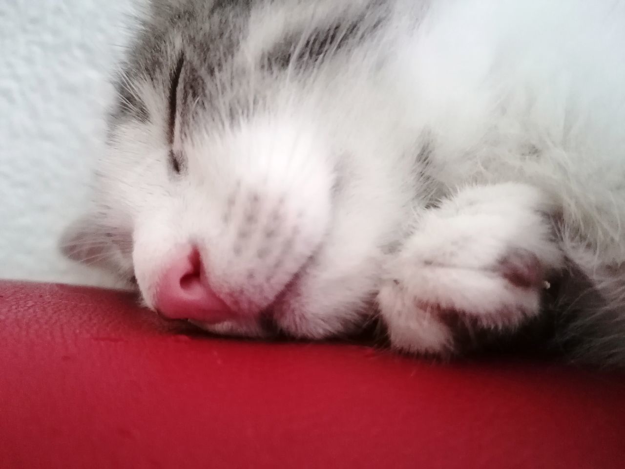 CLOSE-UP OF CAT SLEEPING ON RED BED