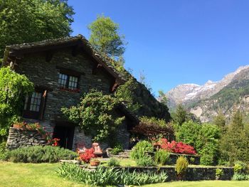 Plants growing on tree by building against clear sky