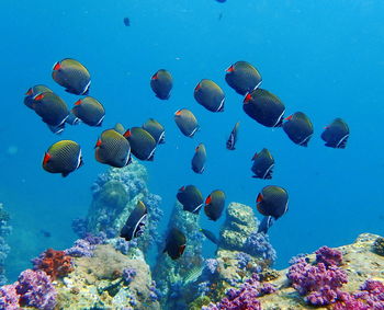 View of fishes swimming in sea