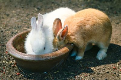 Two rabbits eating outdoors