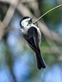 Close-up of bird perching