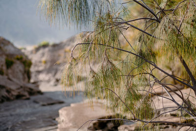 Close-up of plants growing on rock