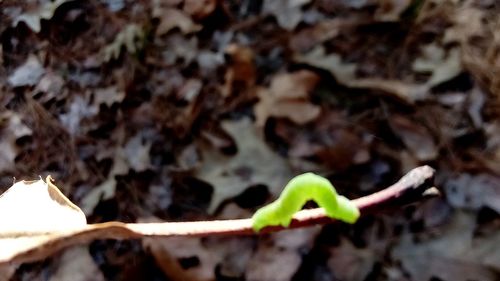 Close-up of fresh green leaf