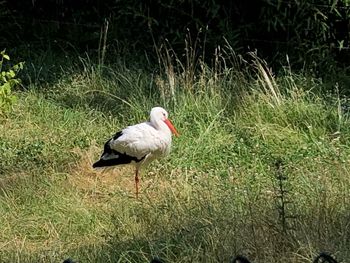 View of duck on field