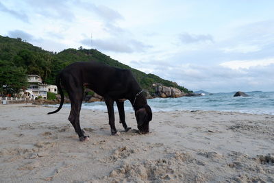 Horse standing on beach